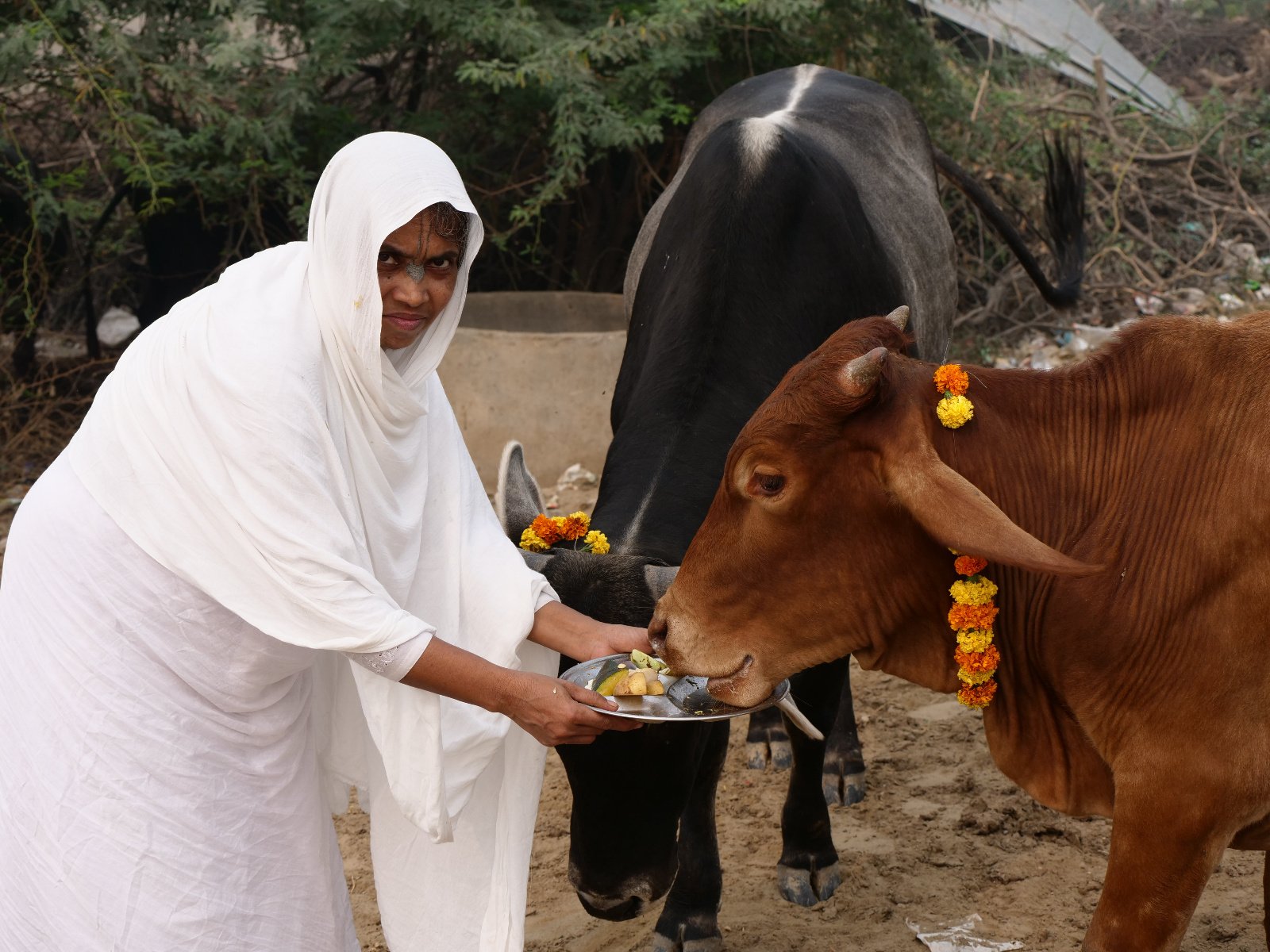  160 Gopashtami Radha kunda Govardhan 19.11.04